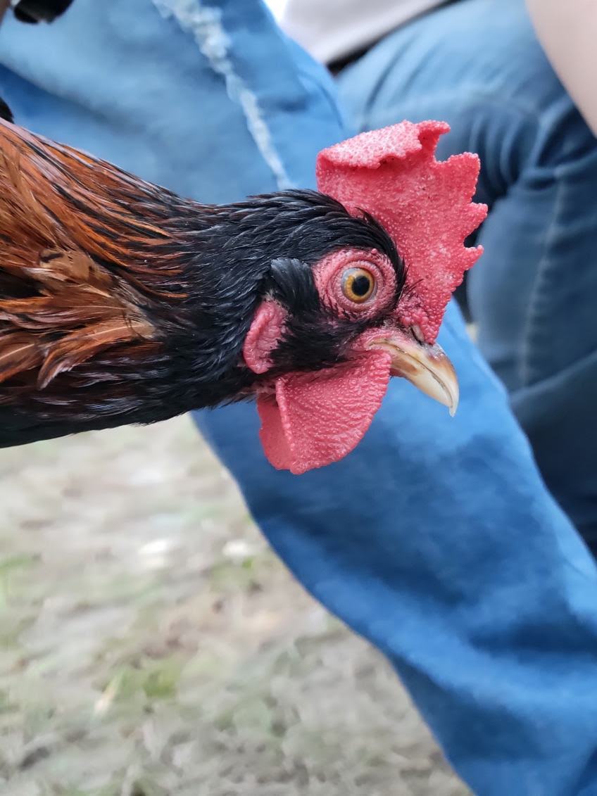 Male Red Jungle Fowl.