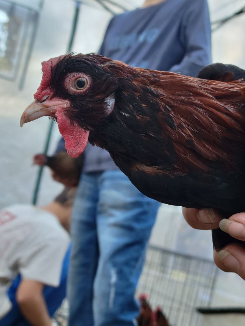 Male Red Jungle Fowl.