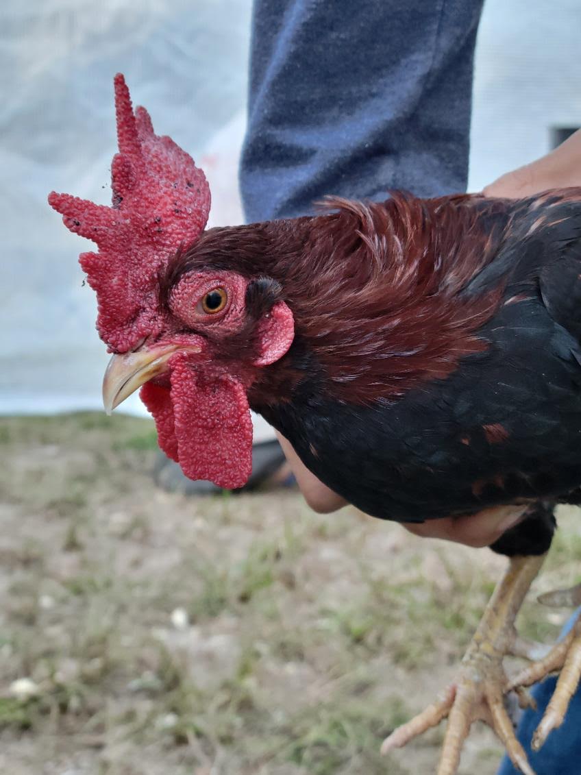 Male Red Jungle Fowl.