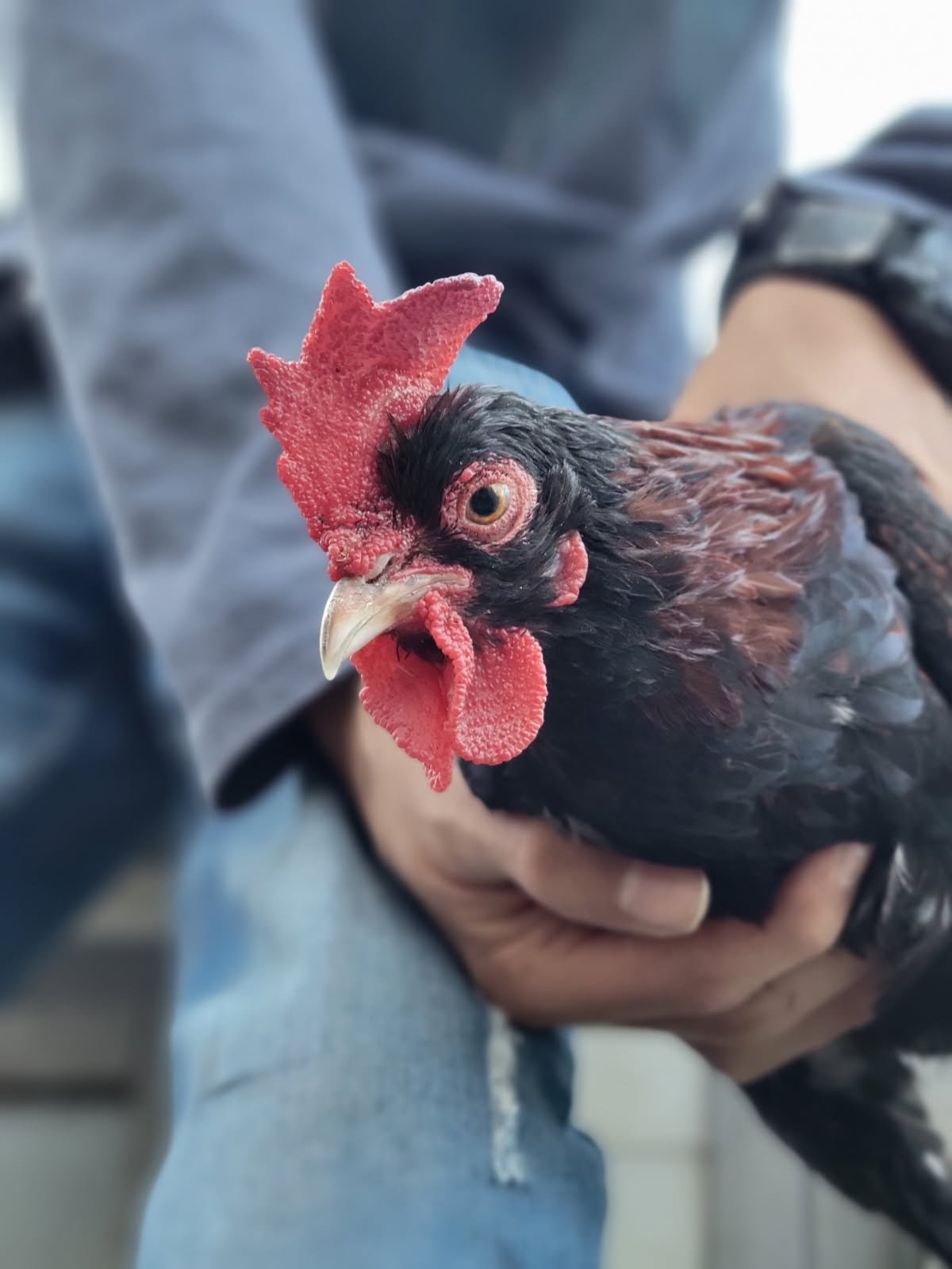 Male Red Jungle Fowl.