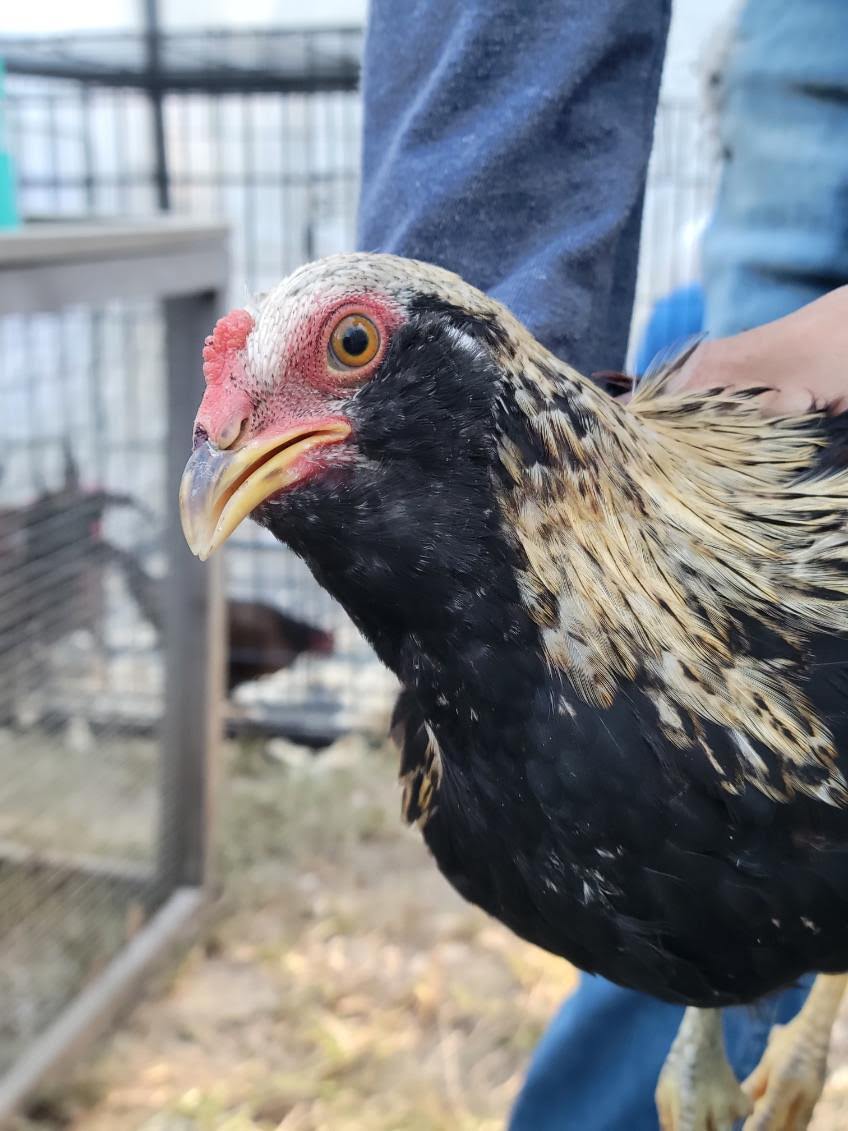 Mixed chicken breed.