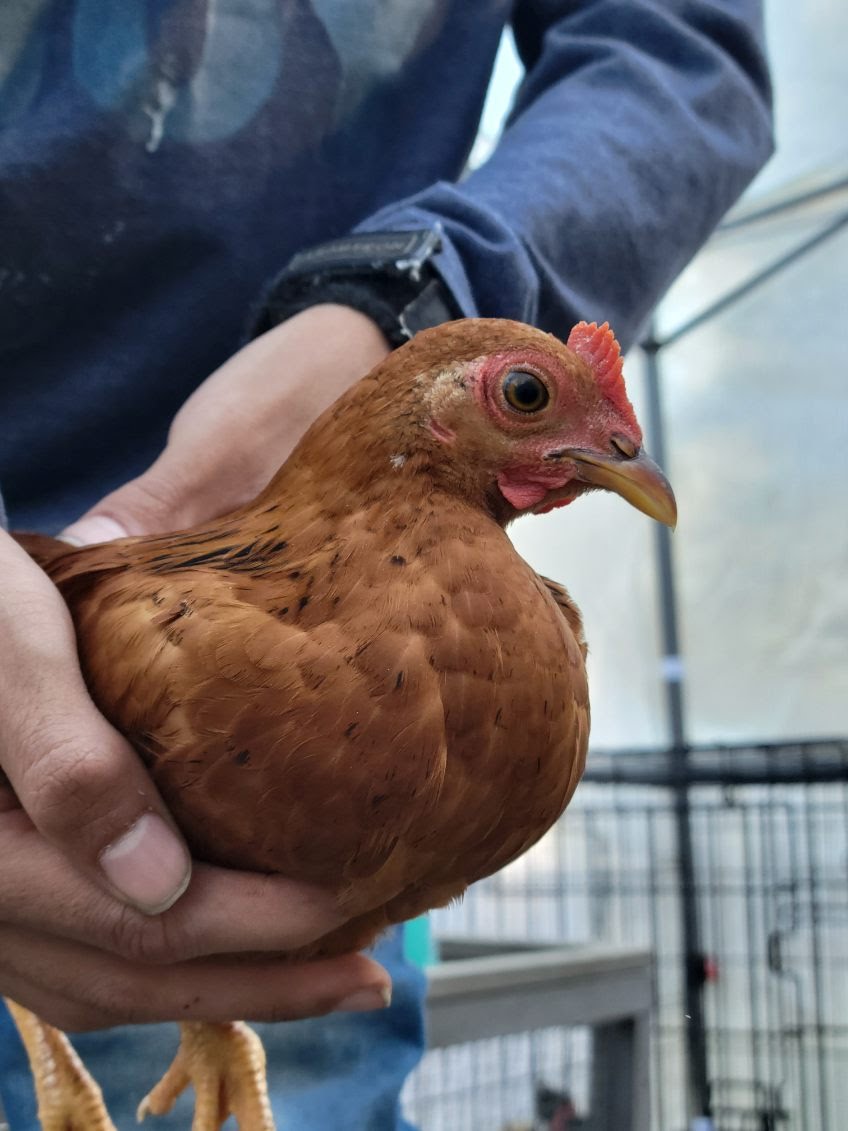 Mixed chicken breed.