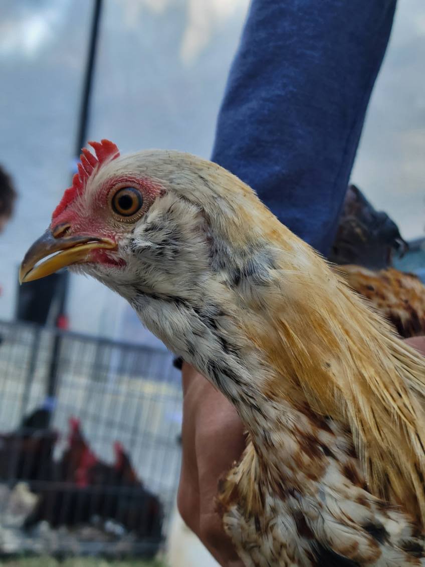 Mixed chicken breed.