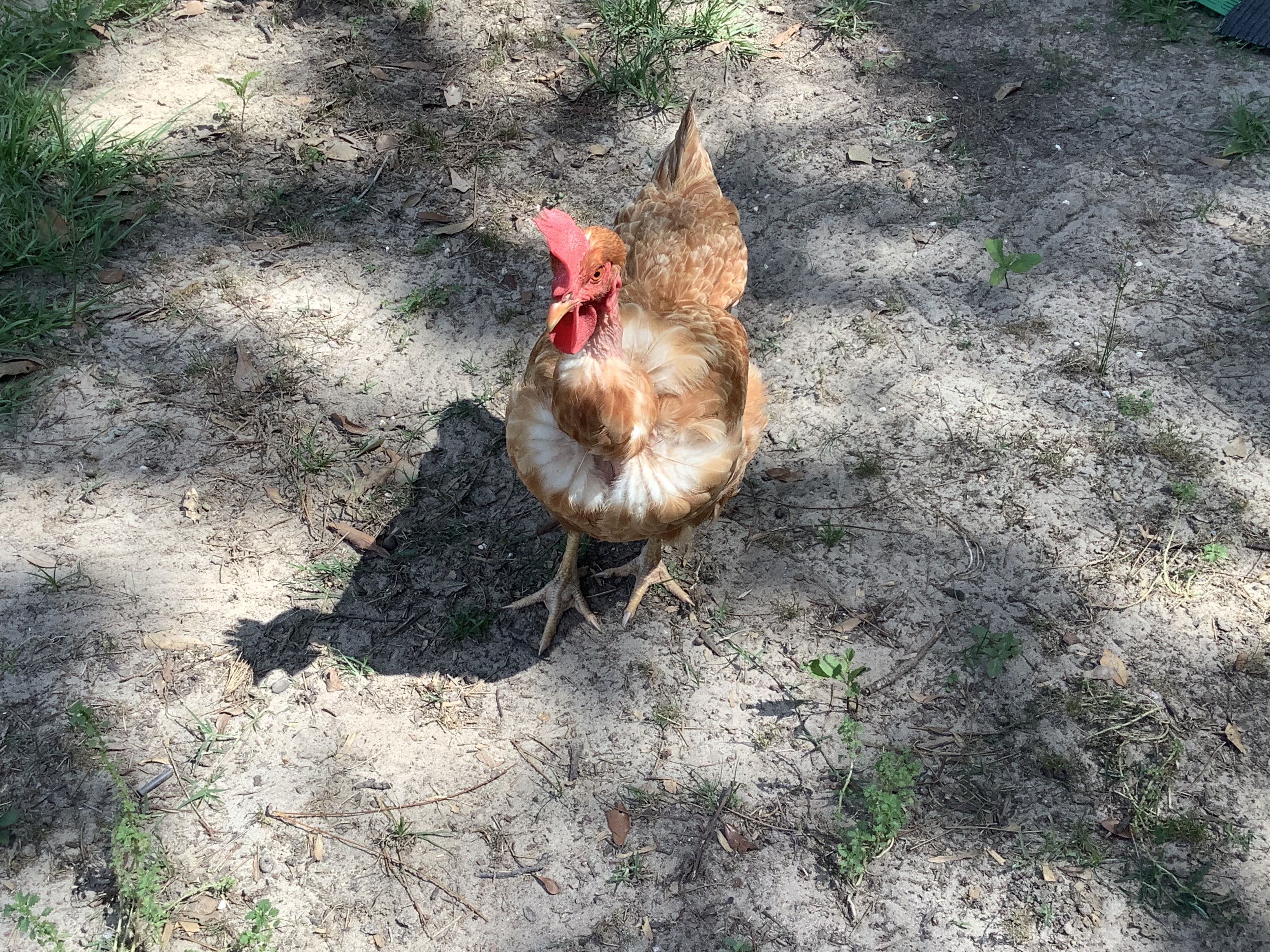 Naked Neck Chicken/Turken