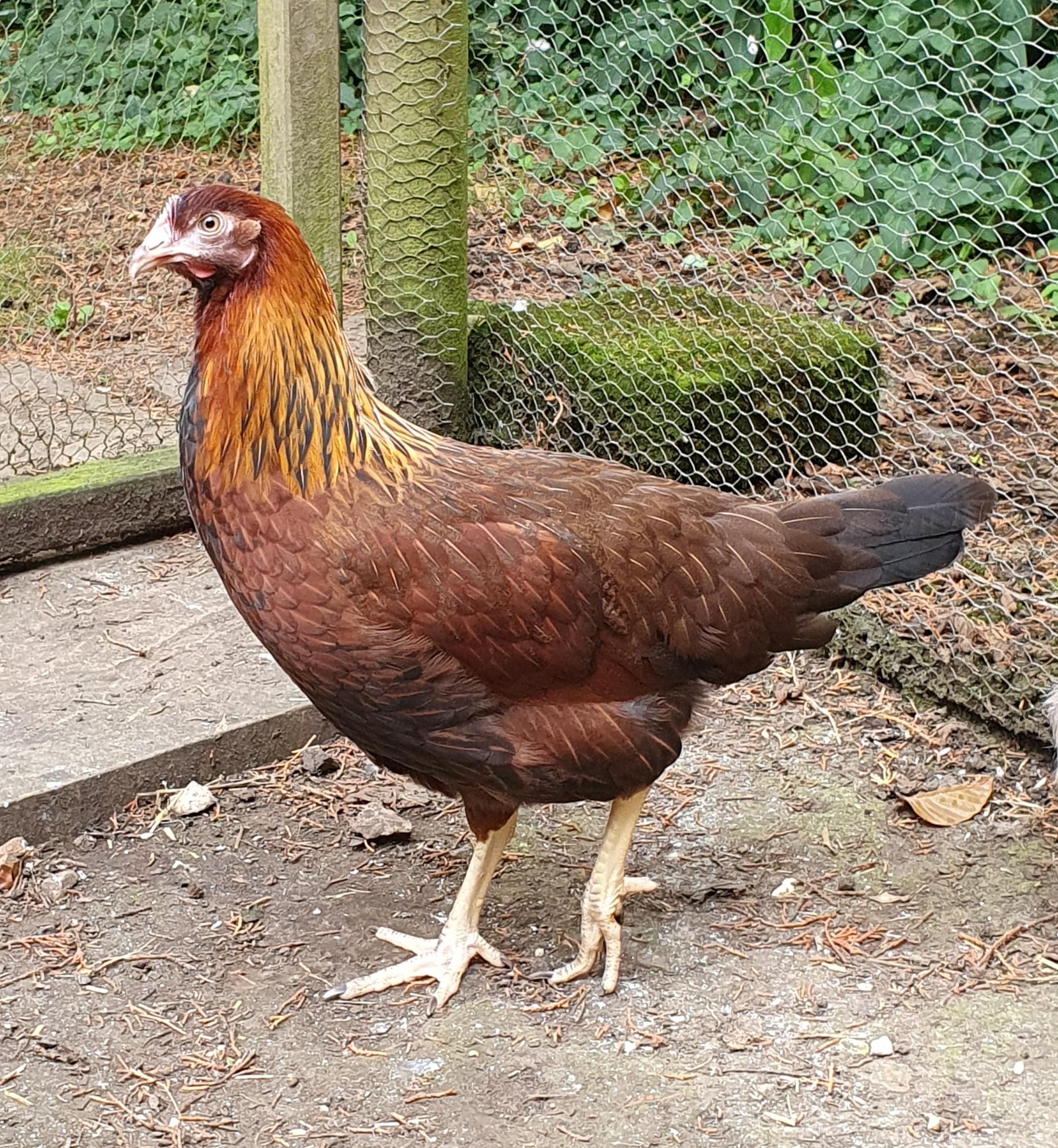 Partridge Leghorn hybrid_Eleanor.jpg